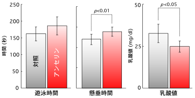 アンセリンの抗疲労効果