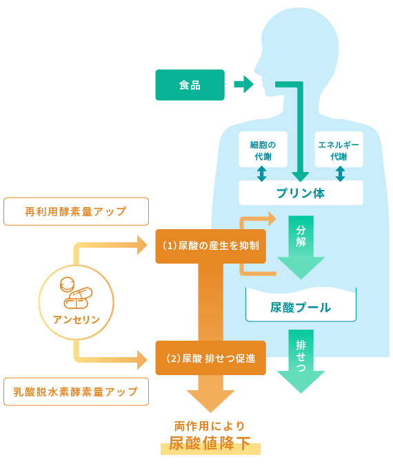 アンセリンの尿酸値降下作用予想メカニズム　図