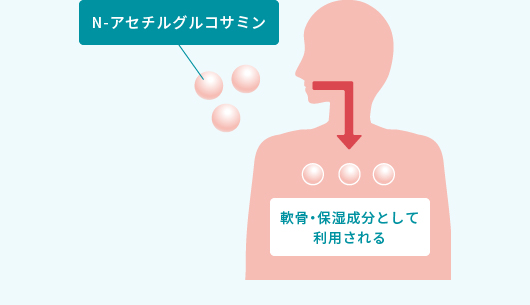 N-アセチルグルコサミンの体内利用図