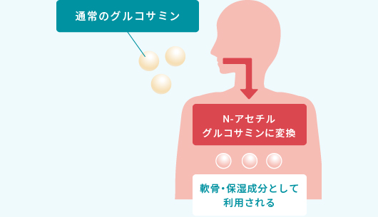 グルコサミンの体内利用図