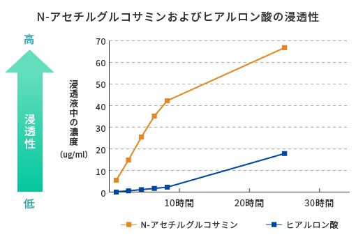 N-アセチルグルコサミンおよびヒアルロン酸の浸透性