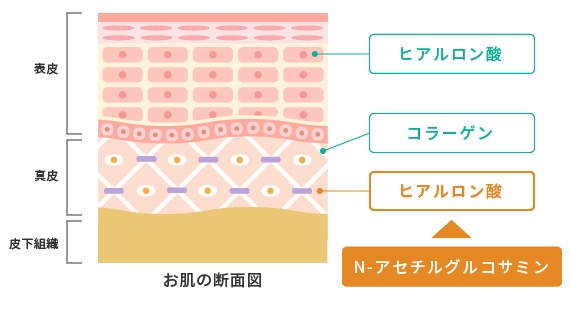 お肌の断面図