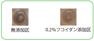 写真_フコイダンのメラニン生成抑制作用