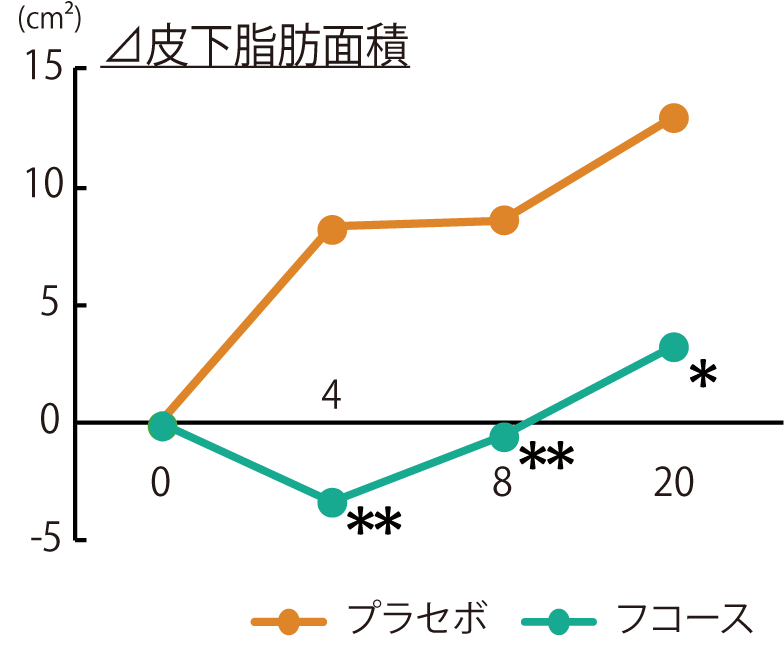 フコース_皮下脂肪面積