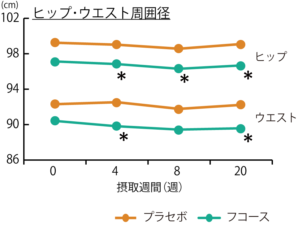 フコース_ヒップ・ウエスト周囲径