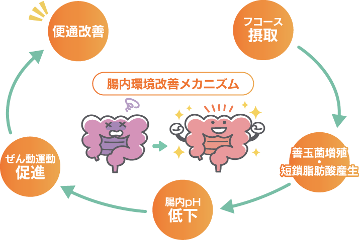 腸内環境改善メカニズム