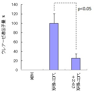 Ｎ－アセチルグルコサミンがピロリ菌の増殖を抑制することを確認