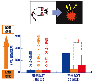 N アセチルグルコサミン 記憶学習能改善効果 研究開発 焼津水産化学工業 N アセチルグルコサミン 記憶学習能改善効果 研究開発 焼津水産化学工業